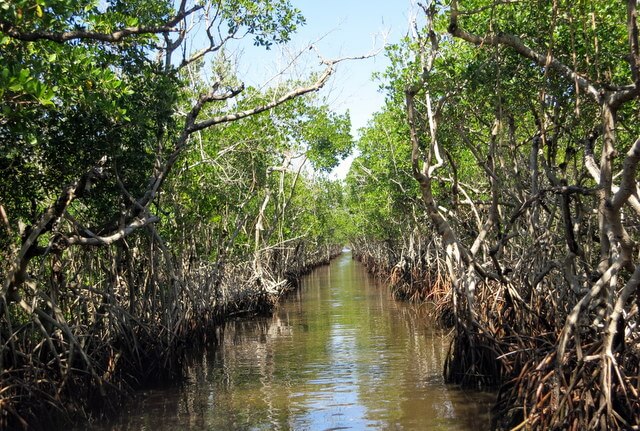 Inside Everglades mangrove tunnel