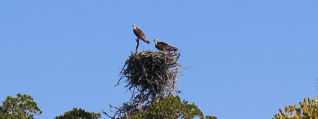 Nesting Birds in the Everglades