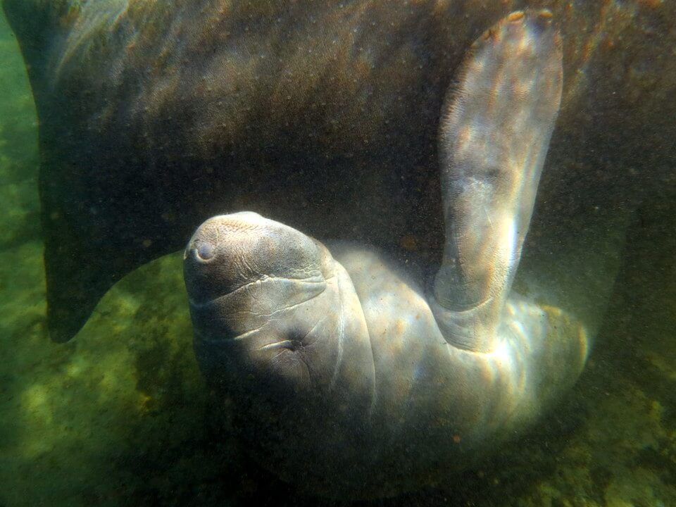 Baby manatee