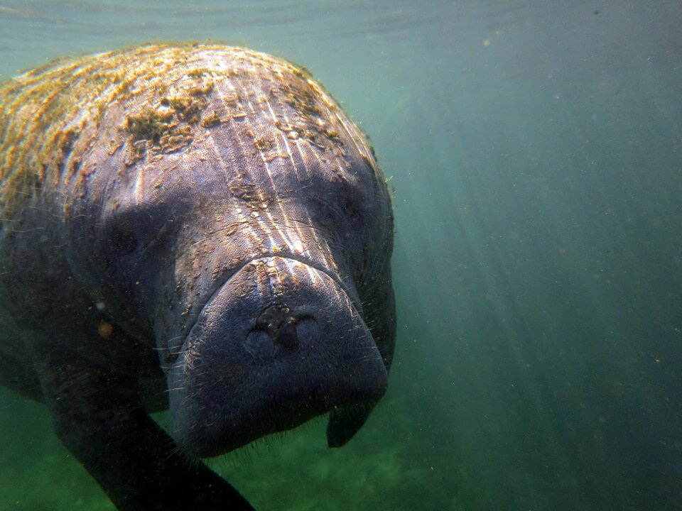 Manatee checking out the camera
