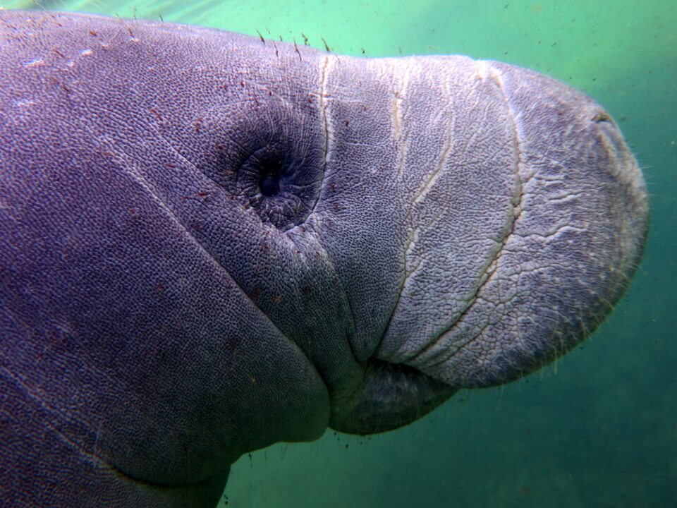 Manatee close up