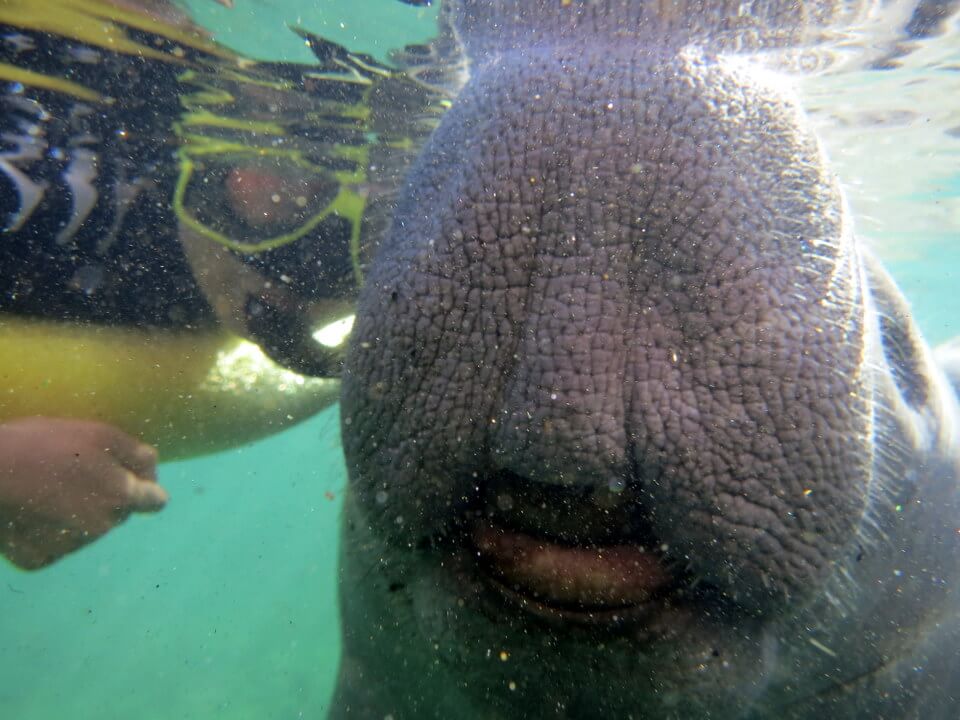 Manatee nose