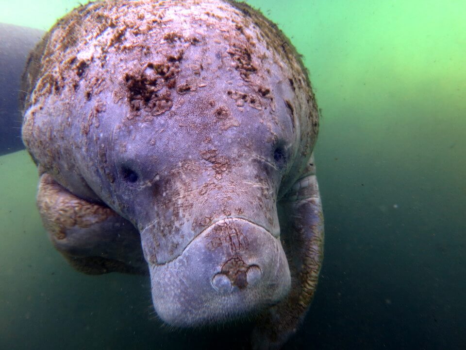 Manatee swimming towards the camera