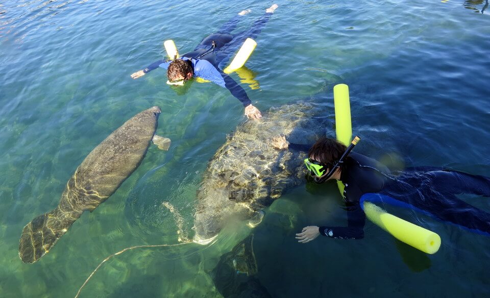 Swimming with Manatees