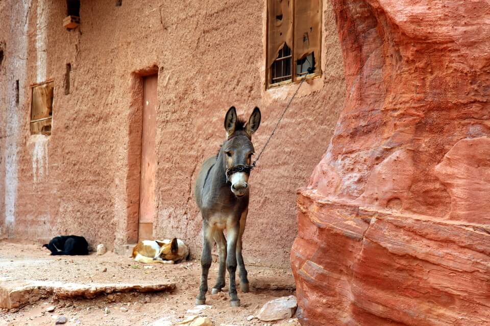 Petra Donkey